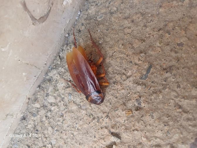 عکس سوسک بالدار 